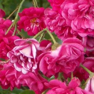 Make offers/bundle likes! 💐